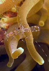 Cleaner shrimp on anemone at Key Largo, Florida, 8/06. Ta... by Carl Matisse 